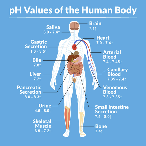 Ph Balance Chart For Your Body Balance You Ph Ph Food