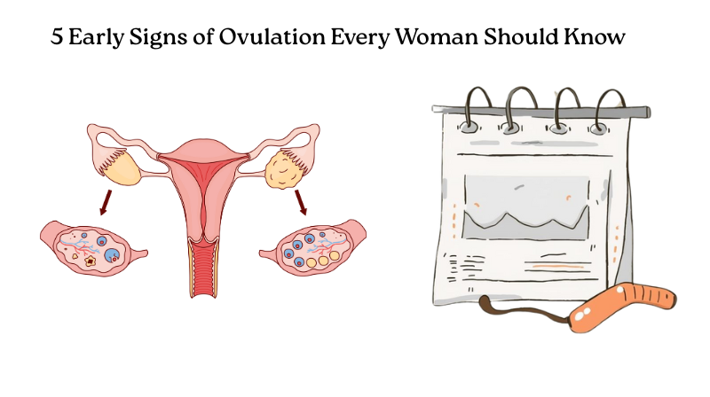 5 Early Signs of Ovulation Every Woman Should Know for a Healthy Cycle