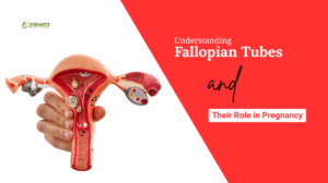 Tips For Conceiving With One Fallopian Tube